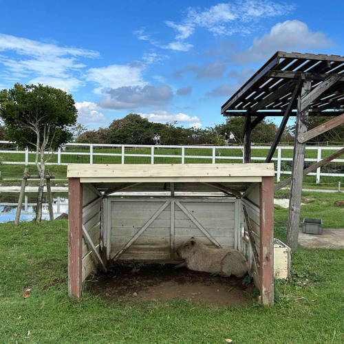 craft:pia (siem spark)