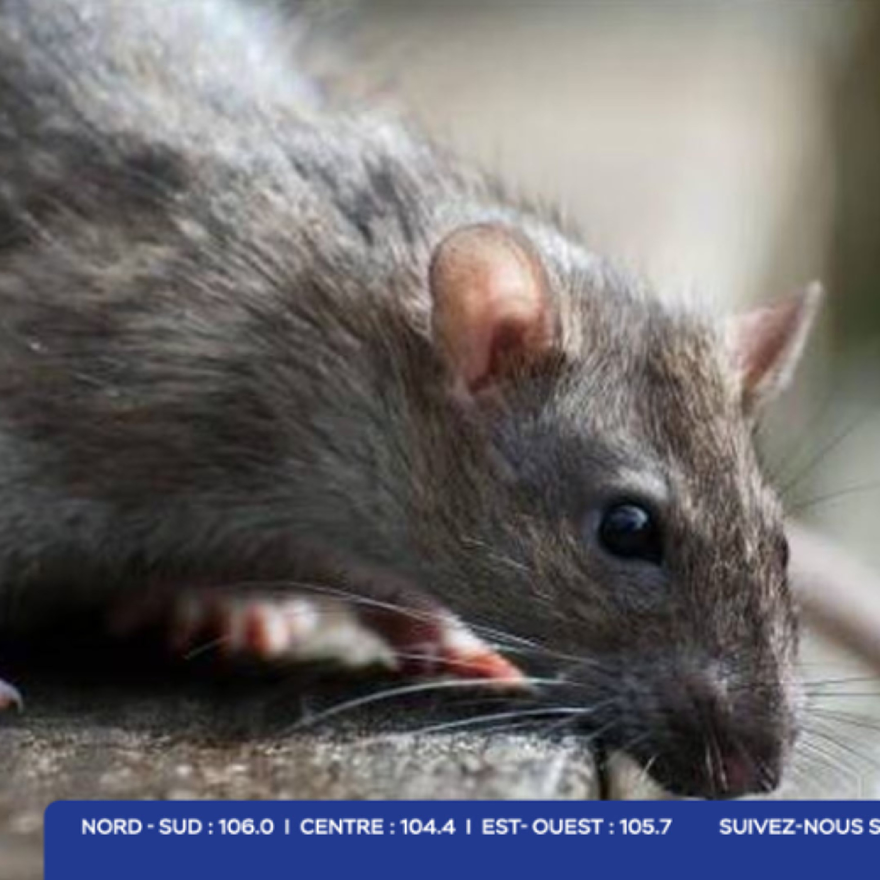 Leptospirose : une patiente rodriguaise transférée à Maurice testée positive, son état jugé stable, selon le Dr Ashwamed Dinassing