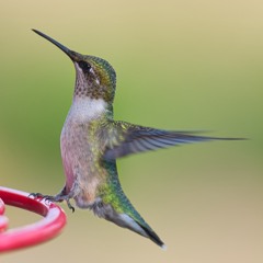 Hummingbrrd