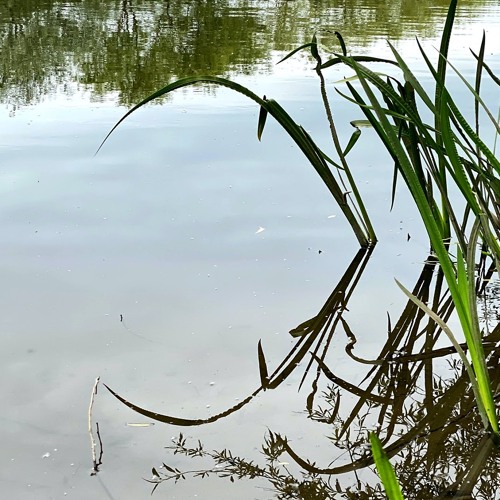 halF tranquiL