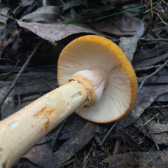 amanita armeniaca