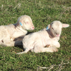 14 Weaning lambs during drought