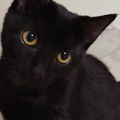 Tommy-meow2