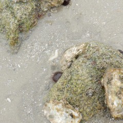 Stromatolithe, mixed, 28 Juillet 2023.9