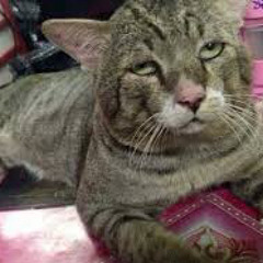 Cuon cho anh 1 dieu nx di