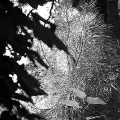 Orlandoh - Wither (Frank Ocean Cover)