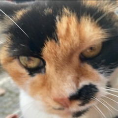 Katzen würden Wasser kaufen (Ausschnitte)