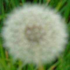 Stars Like Seeds