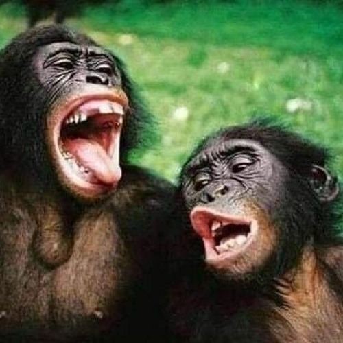 Paatsiveerngitsiarpusi