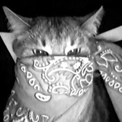 rox - catpit