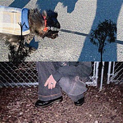 endie - your problem dog (packet loss flip)