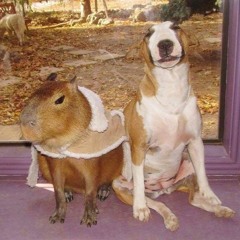 waiting room phoebe bridgers cover by me