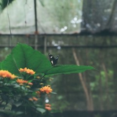 Butterfly Sanctuary