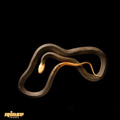 Basic - 28 Juillet 2021