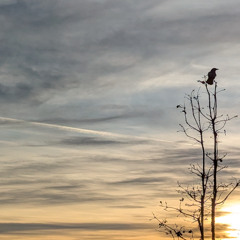 Atmospheric GlitchHop 82bpm Fm