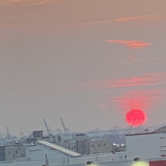 TEMPORARY TRANQUILIZED