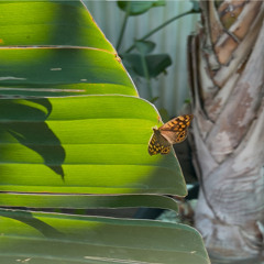 La Captura del Sonido Radio Show 04 – Daniel Peñacoba