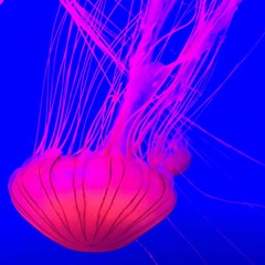 Forward Thinking (2016)