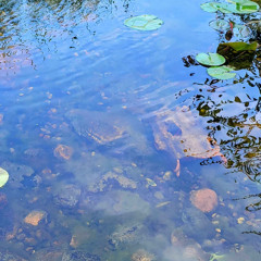 Ep. 5: The Secret to Protecting Your Pond Fish: Why Fish Caves Are Essential for Koi and Goldfish