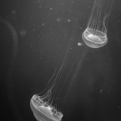 Starlight Prod. Bruks