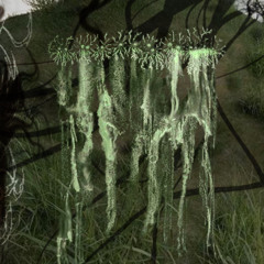 whiskers (1000 strings)