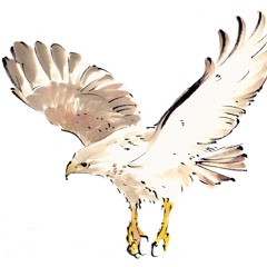 Hawkish Flight