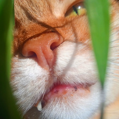 COSMIC SEATBELT – nella Tana (Bilingual Mantra Version)