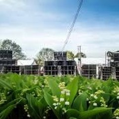 La Cueillette Du 1er Mai