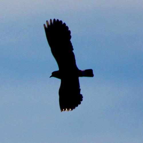 Peewit Pools (Northern Lapwing) 20/04/ 2022 06:00