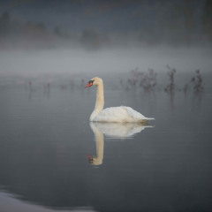 The Swan's Aria