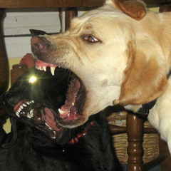 I'M A DOG FOR YOU