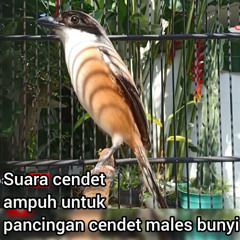 Suara Cendet Ampuh Untuk Pancingan Cendet Males Bunyi (Remastered 2023)