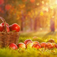 Late Apple Harvest