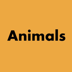 yssn nino - animals