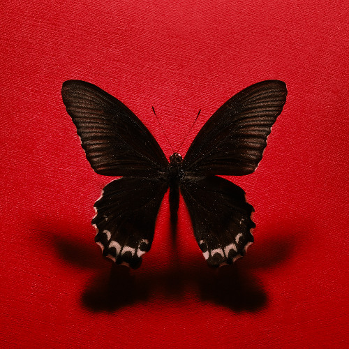 Sanguinare Vampiris by Michael Oliva