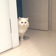 Mimi the Cat SFX Preview