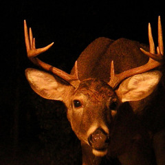 Buck 50 (Prod. elijxhwtf)