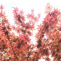 Fall Colors (sleepy cover ;)