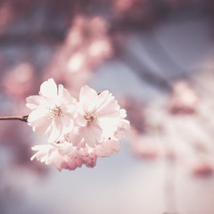 Royalty Free Piano Music [봄길(Spring Road)] 저작권 없는 피아노 곡