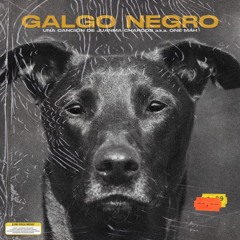 Galgo Negro