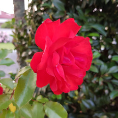 Perfect Flower