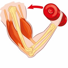 Концентрическое сокращение