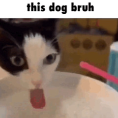 leroy - 2008 (Forelie Flip)