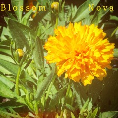 Blossom Nova
