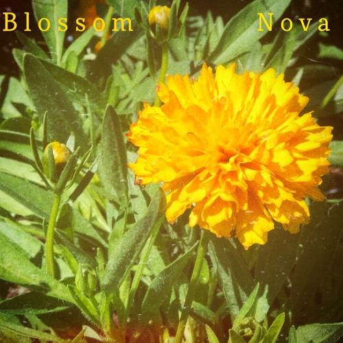 Blossom Nova