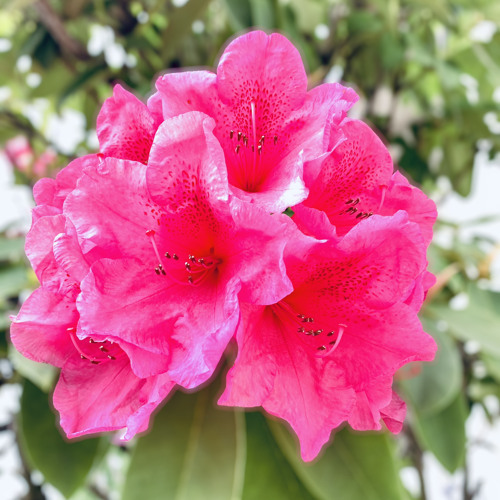 Rodol (Yapese Oldies)