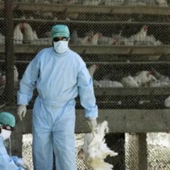 Le Mali menacé par la découverte d'un foyer de grippe aviaire au Sénégal