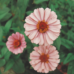 Fade Into You (Ukulele Cover) - Mazzy Star