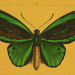 the butterfly effect (prod. grayskies)