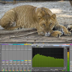 (Ableton-Live: Angry-Felines-Dark-Hitech) Track No: 7394.